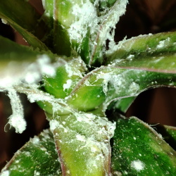 Pseudococcus longispinus